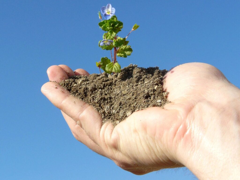 A person holding a seedling with some soil