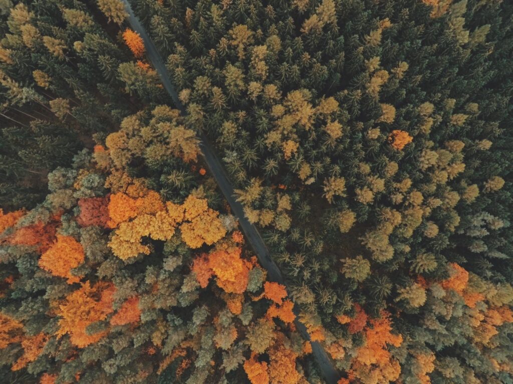 Aerial view of a forest in fall.